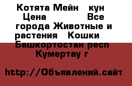 Котята Мейн - кун › Цена ­ 19 000 - Все города Животные и растения » Кошки   . Башкортостан респ.,Кумертау г.